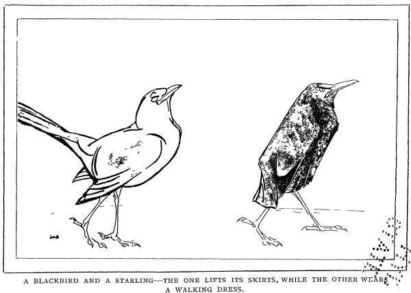A Blackbird and a Starling&mdash;the one Lifts Its Skirts, While the Other Wears a Walking Dress.