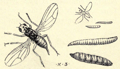 [Illustration: Carrot Fly]