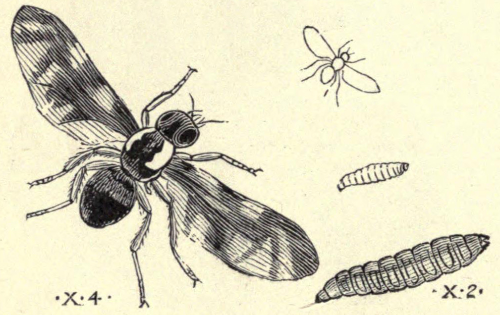 [Illustration: Celery Fly]