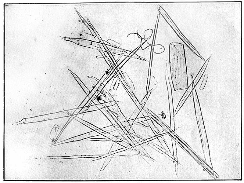 Fiber derived from the woody portion of the hurds. ×75.
From a microphotograph. Fiber derived from the woody portion of
the hurds. ×75. From a microphotograph.