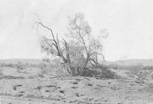 Plate III. Fig. 2.&mdash;Kangaroo Rat Mound (Dipodomys deserti).