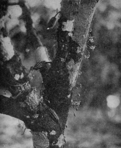 FLOWERS AND FRUITS ON MAIN BRANCHES OF A CACAO TREE
(Reproduced from van Hall's Cocoa, by permission of Messrs. Macmillan & Co.).