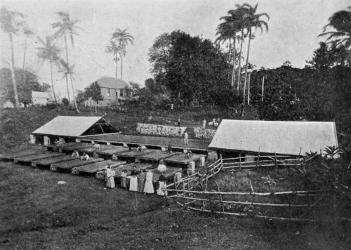 DRYING TRAYS, GRENADA.
The trays slide on rails. The corrugated iron roofs will slide over the whole to protect from rain.