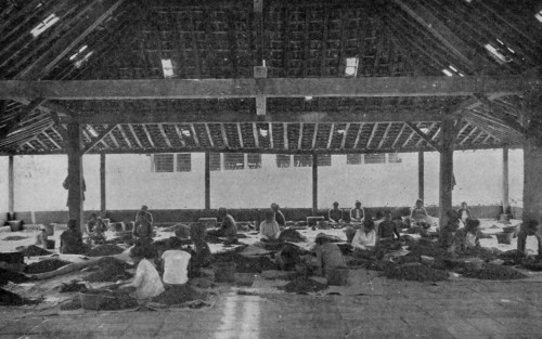 SORTING CACAO BEANS IN JAVA.
(Reproduced from van Hall's _Cocoa_, by permission of Messrs. Macmillan & Co.).