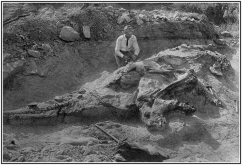Fig. 41.: A Dinosaur skeleton, prospected and ready for
encasing in plaster bandages and removal in blocks.
