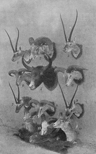 Fig. 24. Big game in Lad&aacute;kh.