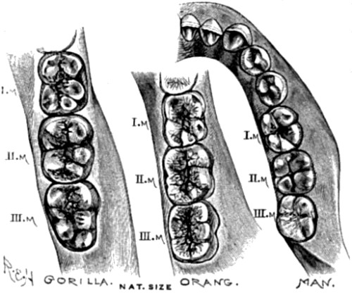 Molar teeth of lower jaw in Gorilla, Orang, and
Man.