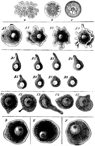 Am&oelig;boid movements of young egg-cells.