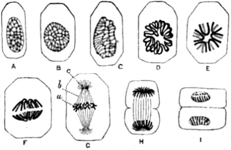 Karyokinesis of a typical tissue-cell
(epithelium of Salamander).