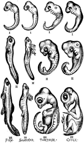 A series of embryos
of the classes of vertebrated animals below the Mammalia