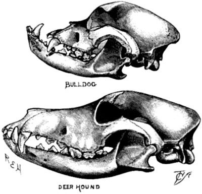 The skull of a Bull-dog compared with that of
a Deerhound.