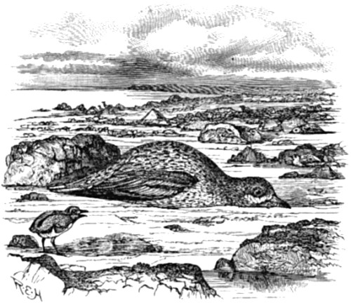 &OElig;dicnemus crepitans.