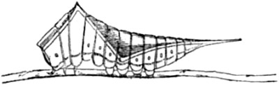 The larva of Puss Moth when
undisturbed.