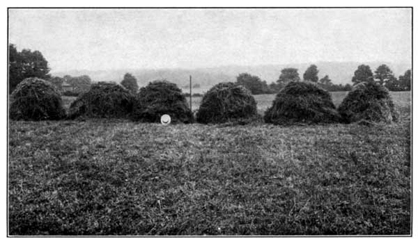 Clover and Timothy with Fertilizer and Lime at the
Pennsylvania Experiment Station Yielded 6290 Pounds per Acre
