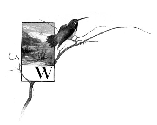 W
