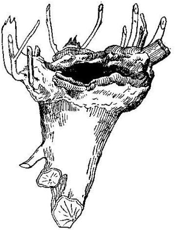 Small tree, grub, of white oak
