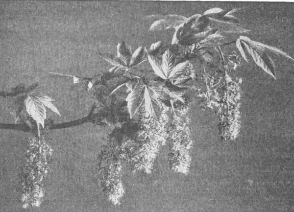 Sycamore maple blossoms