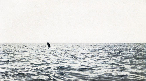 THE FAMOUS STUNT OF A MARLIN SWORDFISH, “WALKING ON HIS
TAIL”