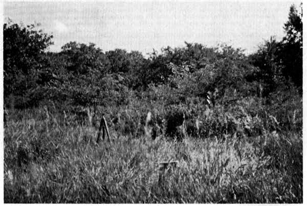 Condition of vegetation at edge of
"House Field" on July 14, 1955.