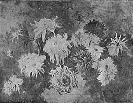 Chrysantemos―António Costa Chrysantemos―António Costa