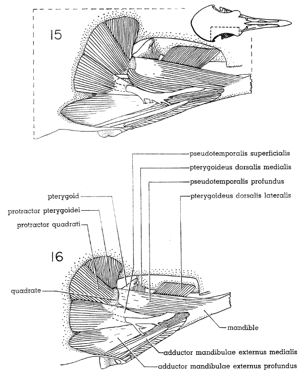 Fig. 15. Dorsal view of the jaw musculature of the White-winged Dove
(right side); superficial layer. &times; 5.

Fig. 16. Dorsal view of the jaw musculature of the Mourning Dove (right
side); superficial layer. &times; 5.
