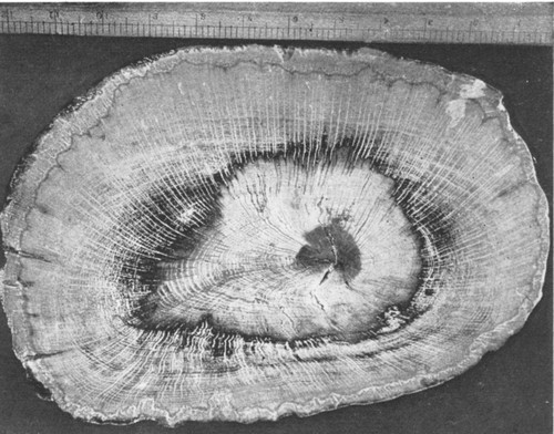 By permission of the American Museum of Natural History

Opalized wood from Utah