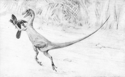 By permission of the American Museum of Natural History

Restoration of the small carnivorous Dinosaur, Ornitholestes hermanui,
catching a primitive bird Arch&aelig;opteryx. Upper Jurassic and Lower
Cretaceous