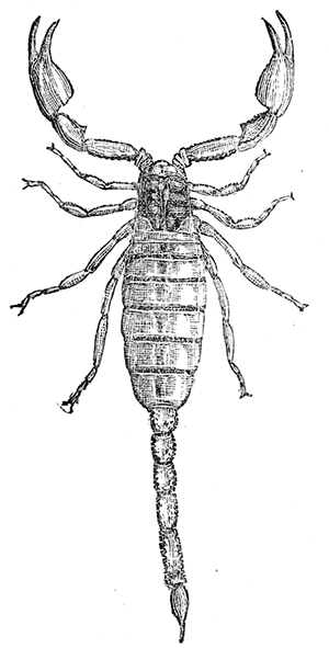 11. A true scorpion. After
Comstock.