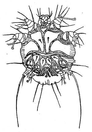 56a. Sarcoptes scabiei, male.
(�100). After F�rstenberg.