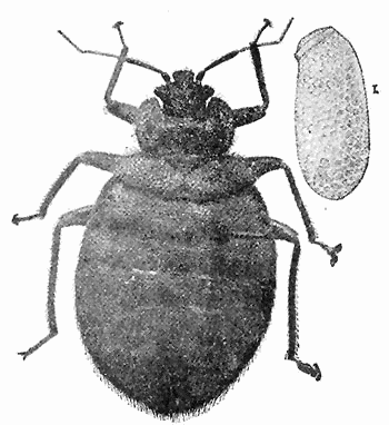 70. Cimex lectularius adult and eggs.
Photograph by M. V. S.