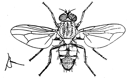 100. Fannia canicularis (�4). After Graham-Smith.