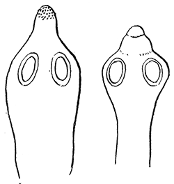 114. Dipylidium caninum.
Rostrum evaginated and
invaginated. After
Blanchard.