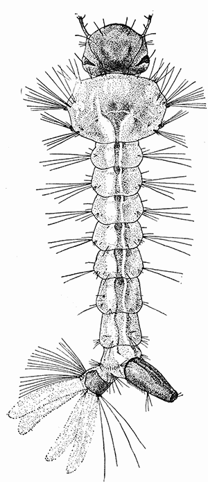 135b. A�des calopus; larva. (�7).
After Howard.