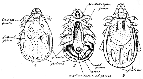 149. H�maphysalis wellingtoni. Note short palpi. After Nuttall and Warburton.