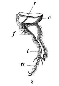 Fig. 25. Hind-leg of Geotrupes
stercorarius (from Landois).