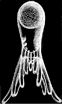 Fig. 11.
Arachnactis brachiolata A. Ag., greatly magnified.
