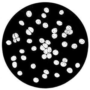 Fig. 29.

Single-celled green plants growing
and dividing (Pleurococcus).
(After Thuret and Bornet.)