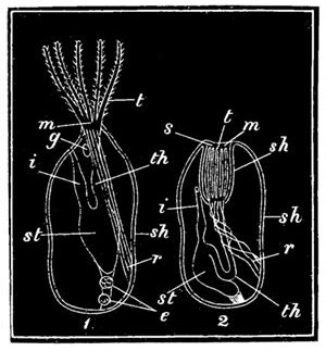 Fig. 73.

Diagram of the animal in the
Flustra or Sea-mat.

1, Animal protruding. 2, Animal
retracted in the sheath. sh, Covering
sheath. s, Slit. t, Tentacles.
m, Mouth. th, Throat. st, Stomach.
i, Intestine. r, Retractor muscle.
e, Egg-forming parts. g, Nerve-ganglion.
