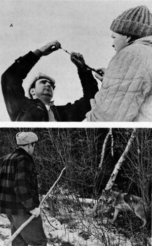 Figure 7.&mdash;A. A small hypodermic syringe is loaded
with drugs. B. The loaded syringe is used on
the end of a pole. (Photos courtesy of D. L.
Breneman.)