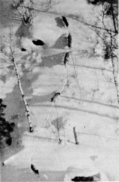 Figure 26.&mdash;One of the radiotagged wolves was a
member of this pack of five. (Photo courtesy
of L. D. Mech.)