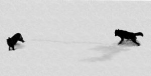 Figure 1.&mdash;A few wolves observed in the study
area were jet black. (Photo courtesy of L. D.
Mech.)