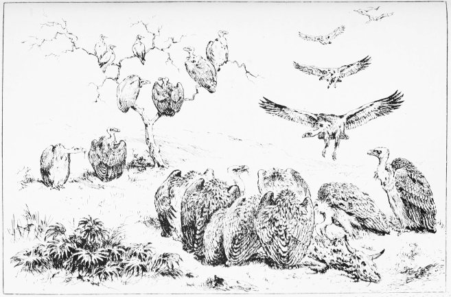 Plate XXIV.

A VULTURES' BANQUET.

Page 200.