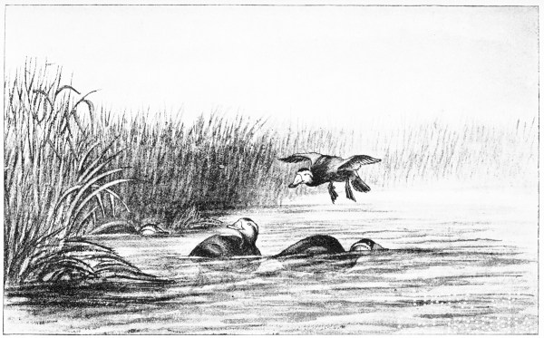 Plate XXXIII.

WHITE-FRONTED DUCK (ERISMATURA MERSA)&mdash;Santolalla, May 8th, 1883.

Page 270.