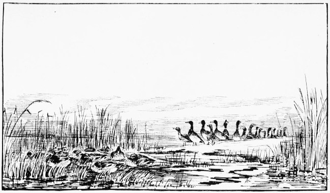 Plate XLIX.

"THE FAREWELL SHOT."

Page 382.