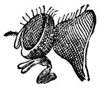 FLY'S EYE&mdash;5 DIAMETERS.