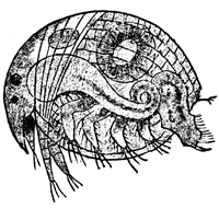 FIG. 4. CHYDORUS SPH&OElig;RICUS. 50 DIAMETERS.