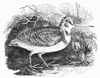 The Woodcock. From "History of British Birds," by
THOMAS BEWICK.