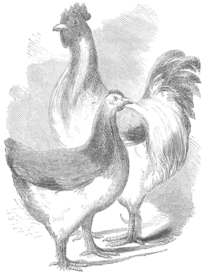 THE "MODEL" SHANGHAES.&mdash;&mdash;(See page 280.)
