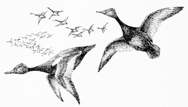 RED-CRESTED POCHARD&mdash;AN IMPRESSION AT DAIMIEL
