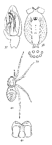 Figs. 37, 38, 39, 40, 41.
Anyph&aelig;na incerta.&mdash;37,
palpus of male.
38, under side of female
as far forward as
end of sternum. 39,
eyes from in front.
40, female enlarged
four times. 41, maxill&aelig;,
labium, and ends
of mandibles.